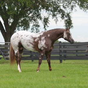 Meet your Posher, Karry